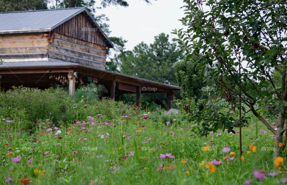 wild flowers