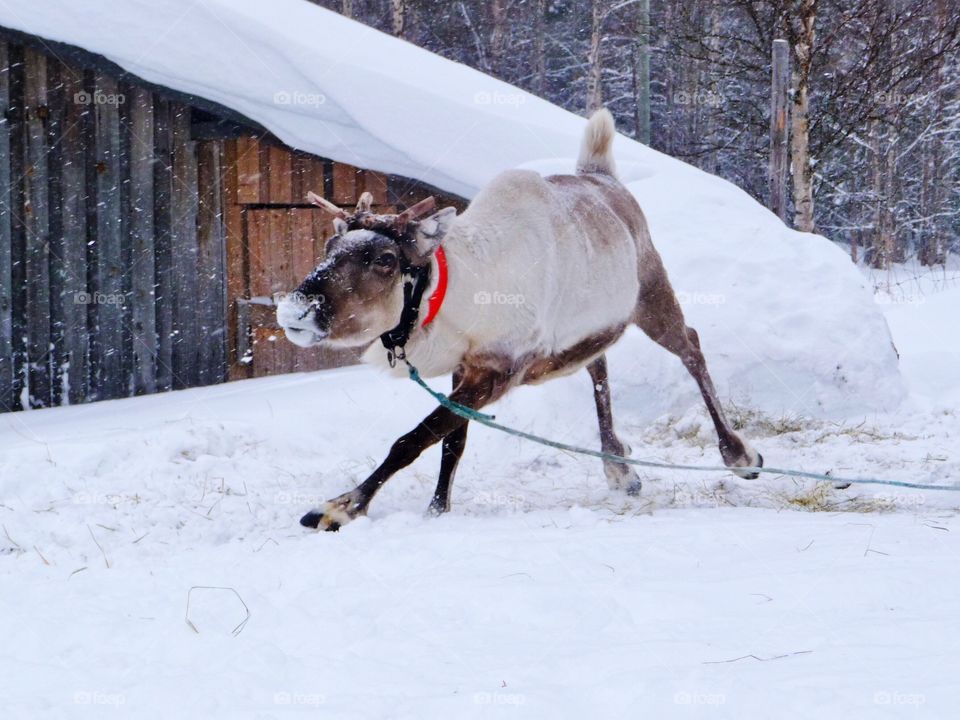 Winter fun - watching the reindeer running around and around