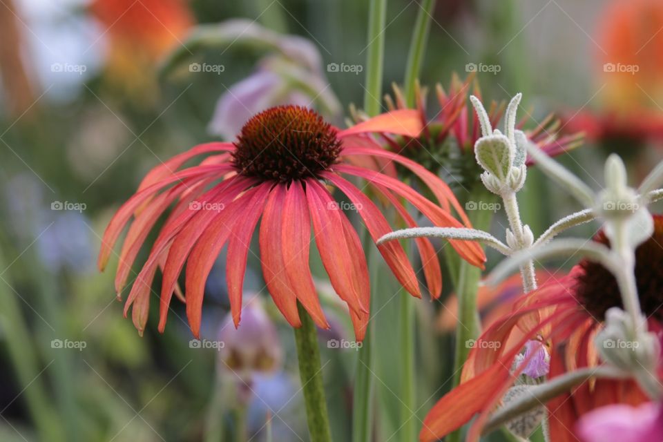 Garden Variety. I like the mix of colour and life in this garden - a nice mirror on the everyday