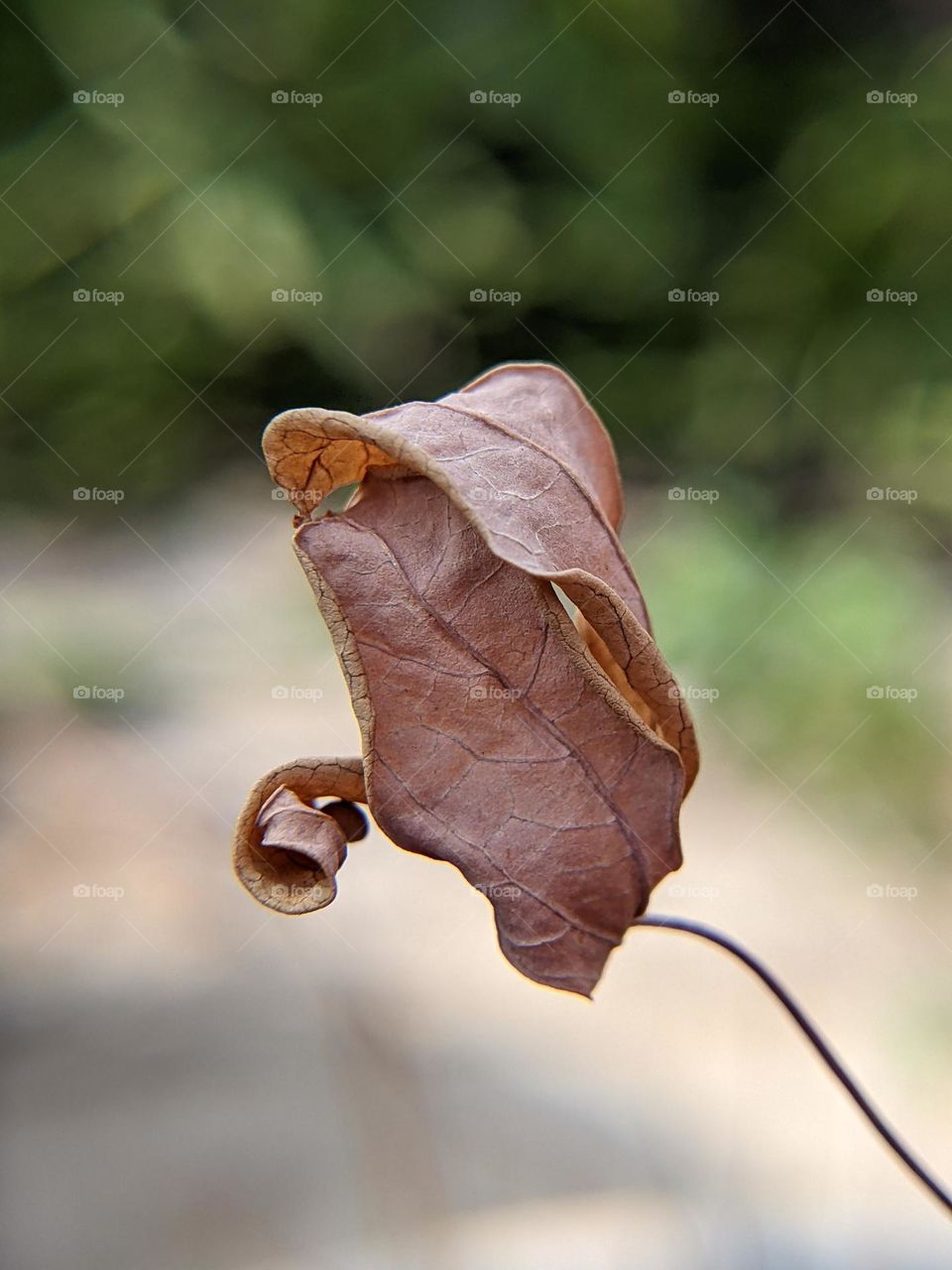 dried leaves🍂