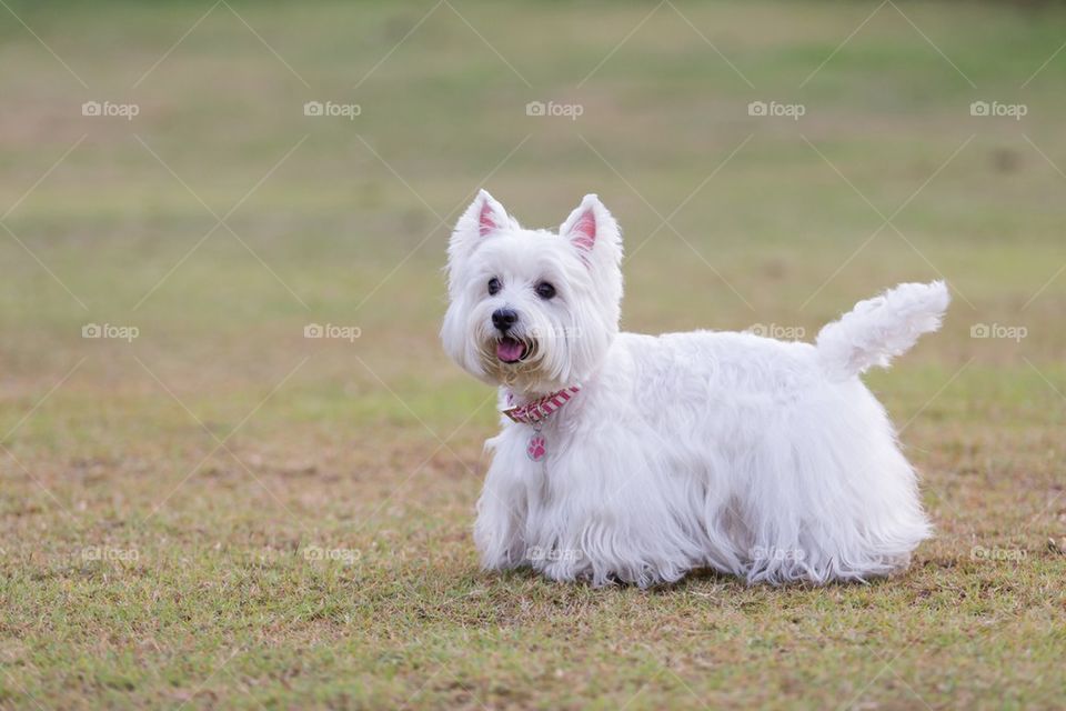 White hairy puppy standing at field