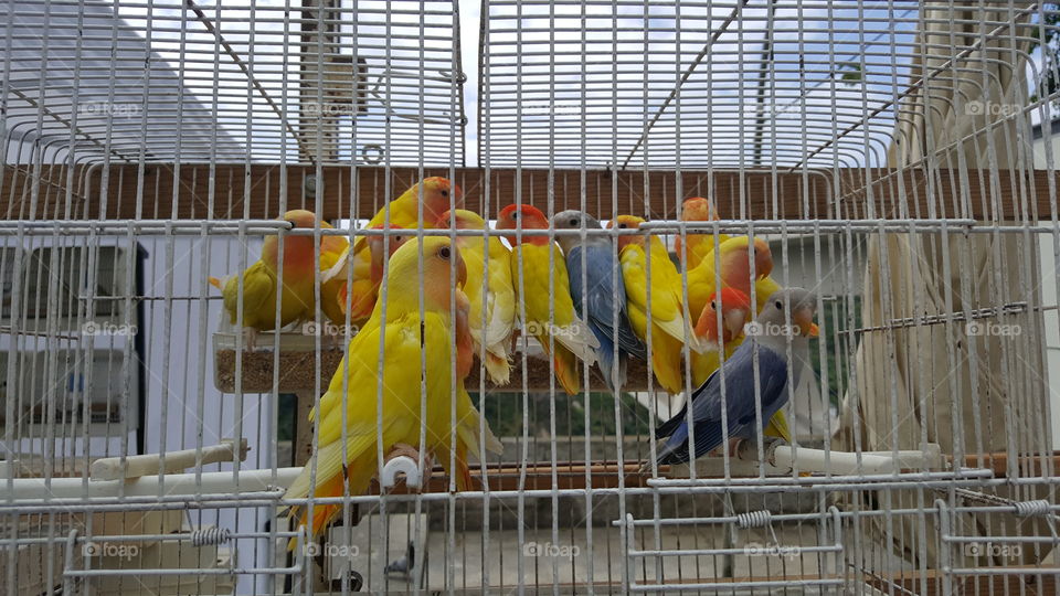 Bird, Parrot, Cage, Beak, Feather