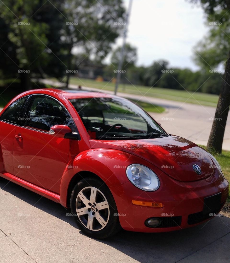 Red beetle with trees