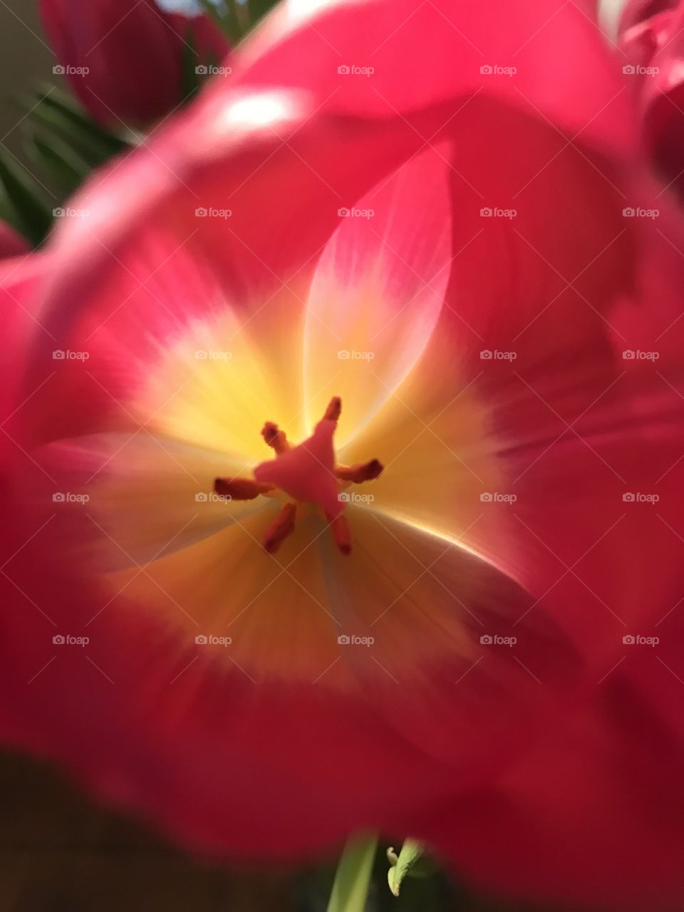 Inside a Colorful tulip 