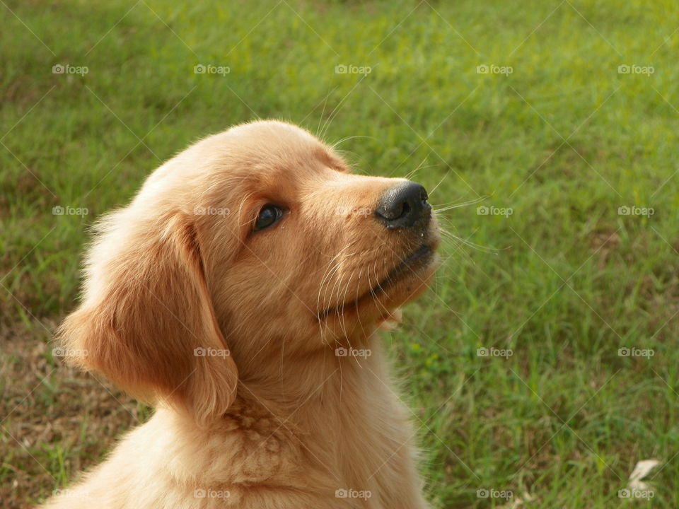 Side view of puppy