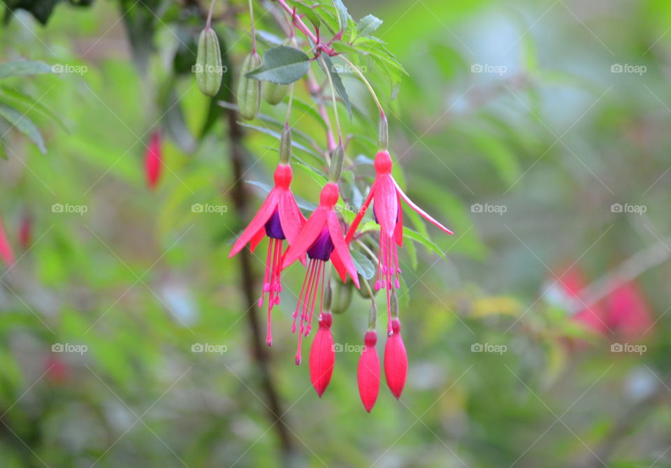 Fuchsia Freesia