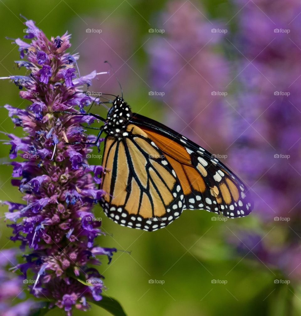 Monarch butterfly pollinating on flower