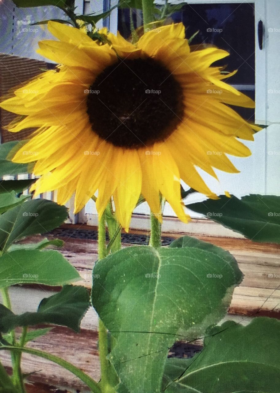 A single solitary huge faced sunflower making the ordinary, beautiful out by the porch. 