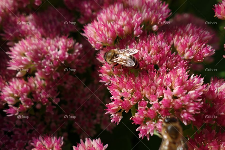 High angle view of bee on pink flower