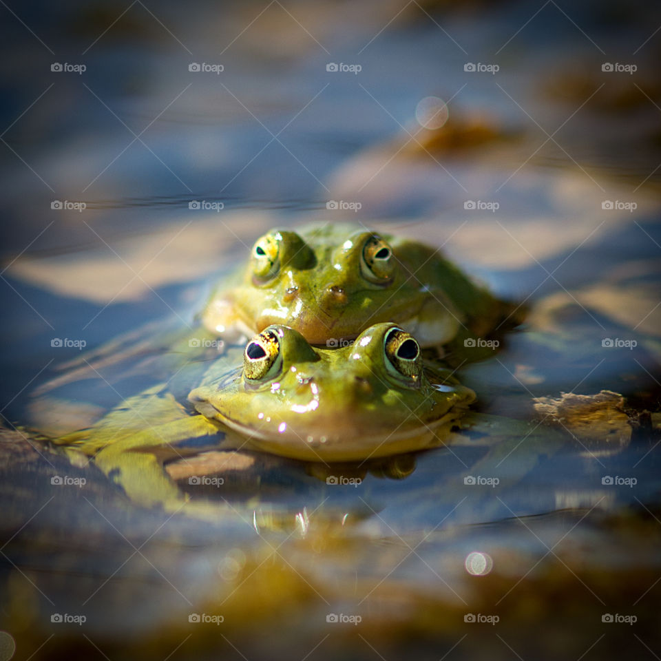 Frogs love