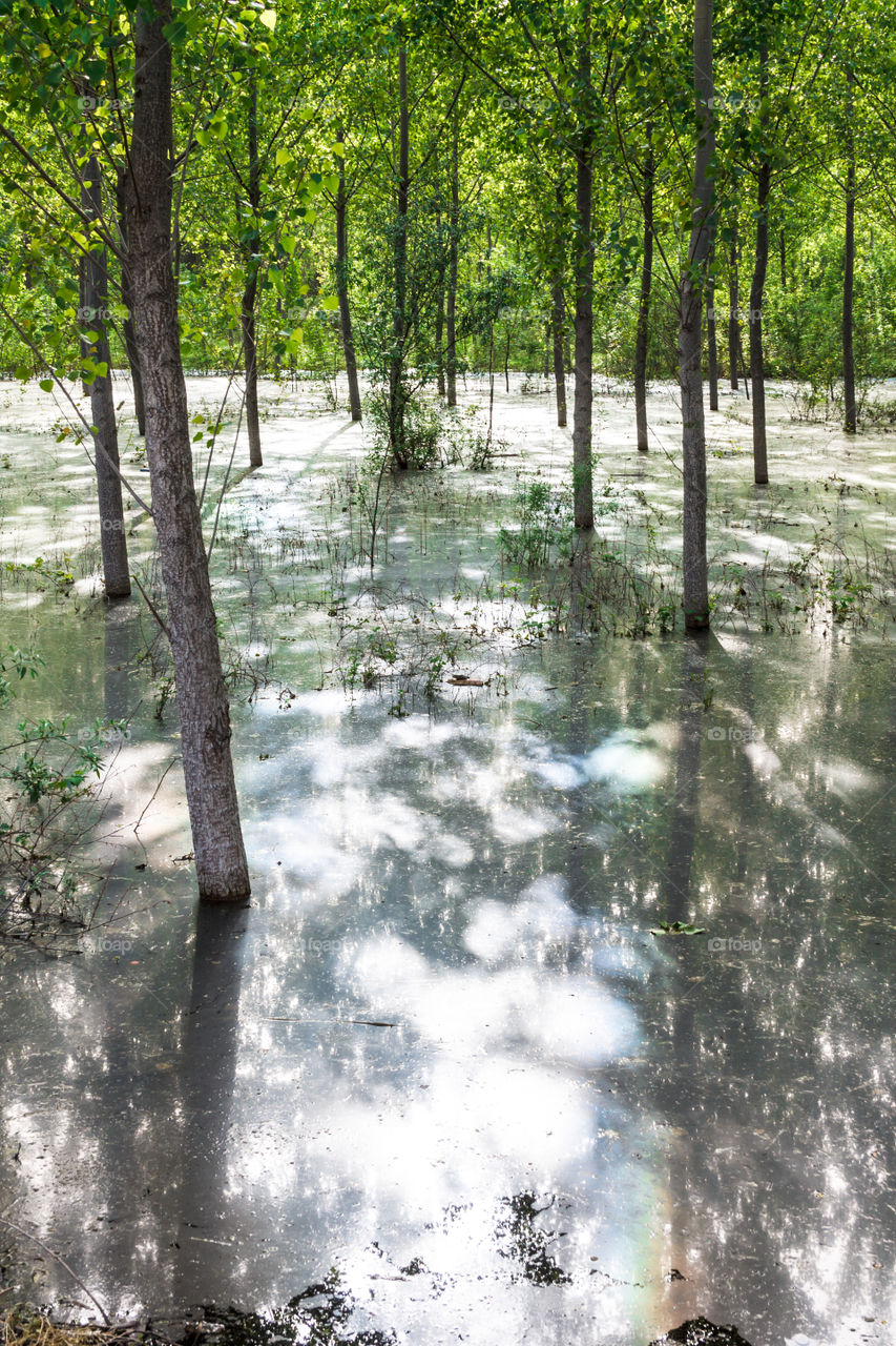 flood in the forest