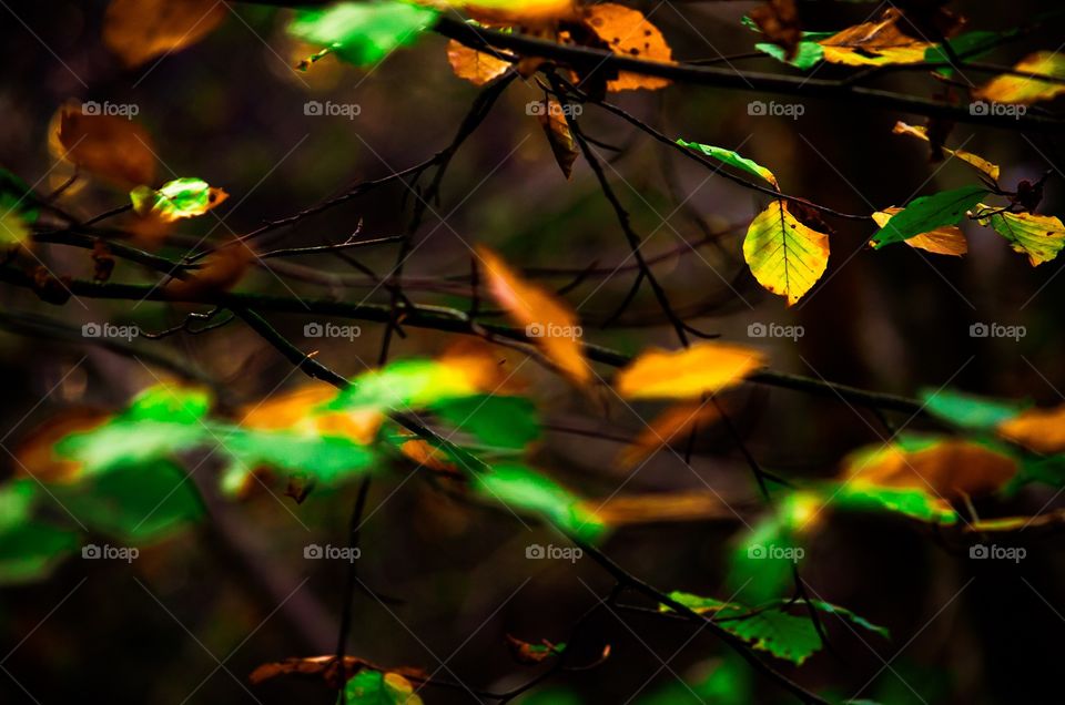 A leaf in fall