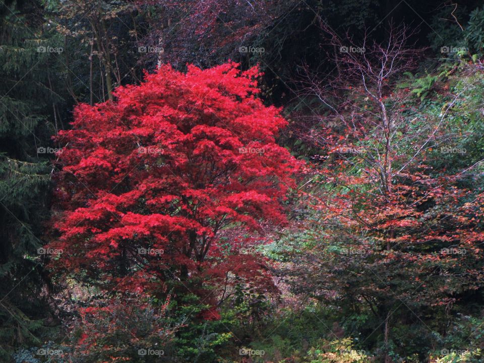 Close-up red leaves on tree