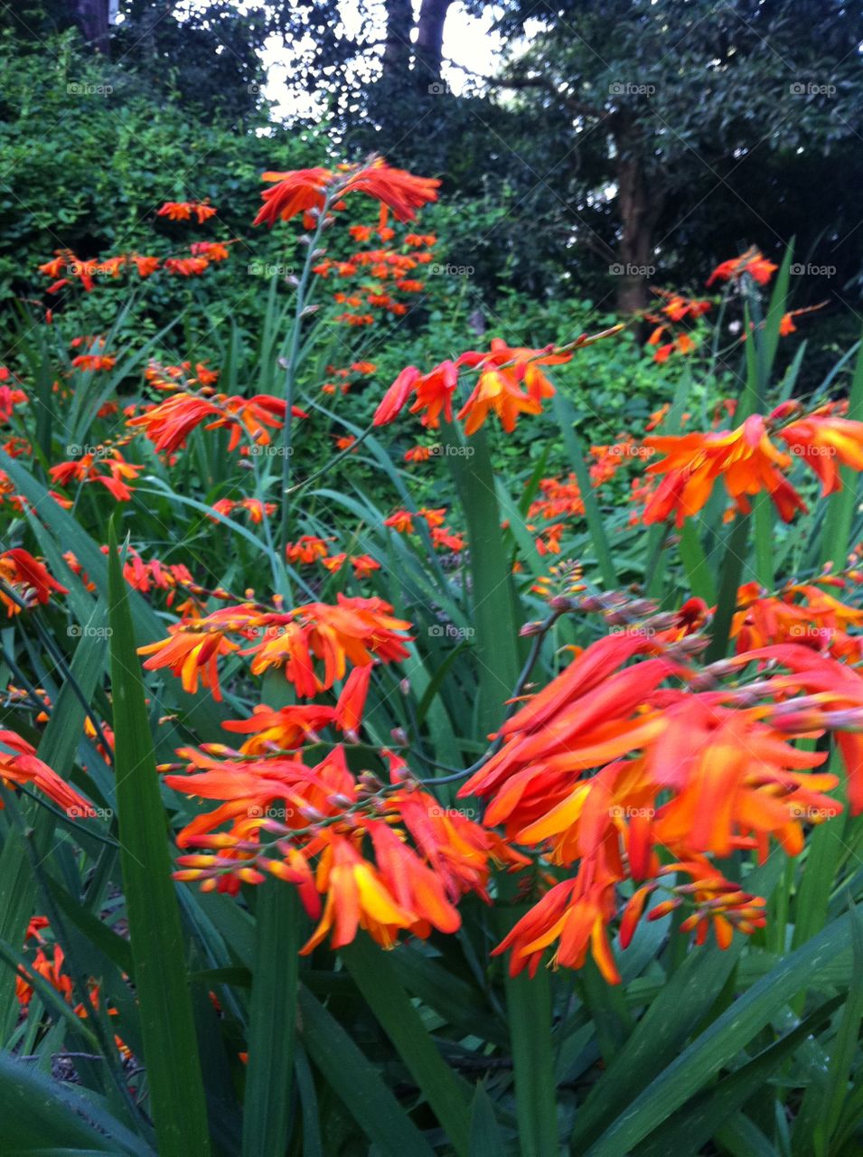 Flower, Garden, Flora, No Person, Nature