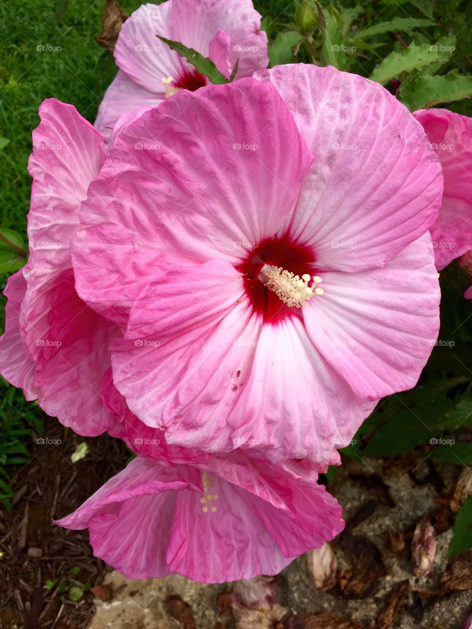 Pink hibiscus perennial 