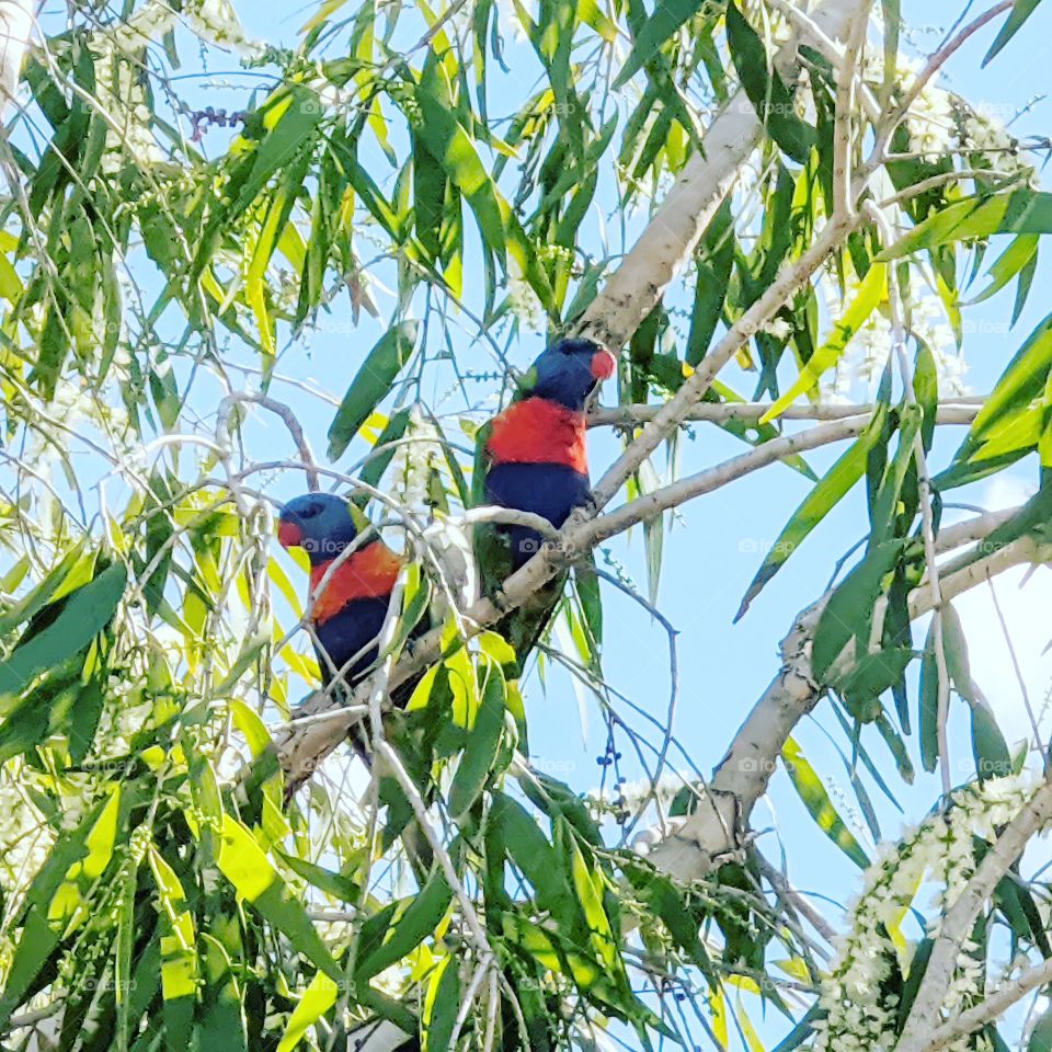 Colourful Lorikeets