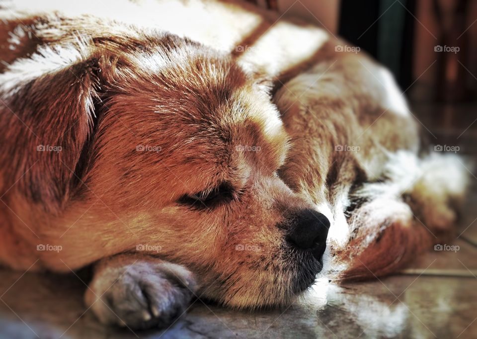 Close-up of a sleepy dog