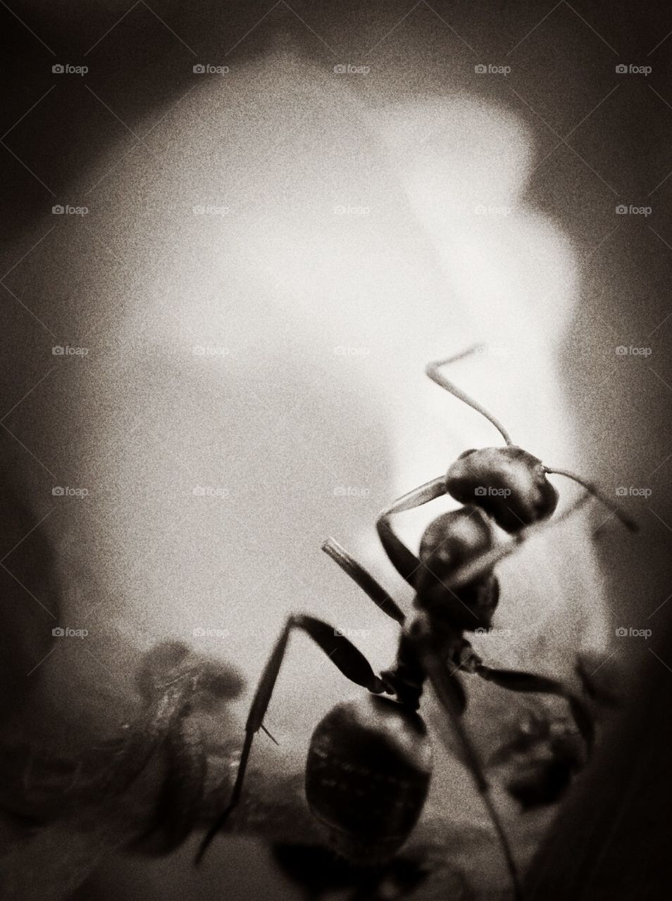 ANT