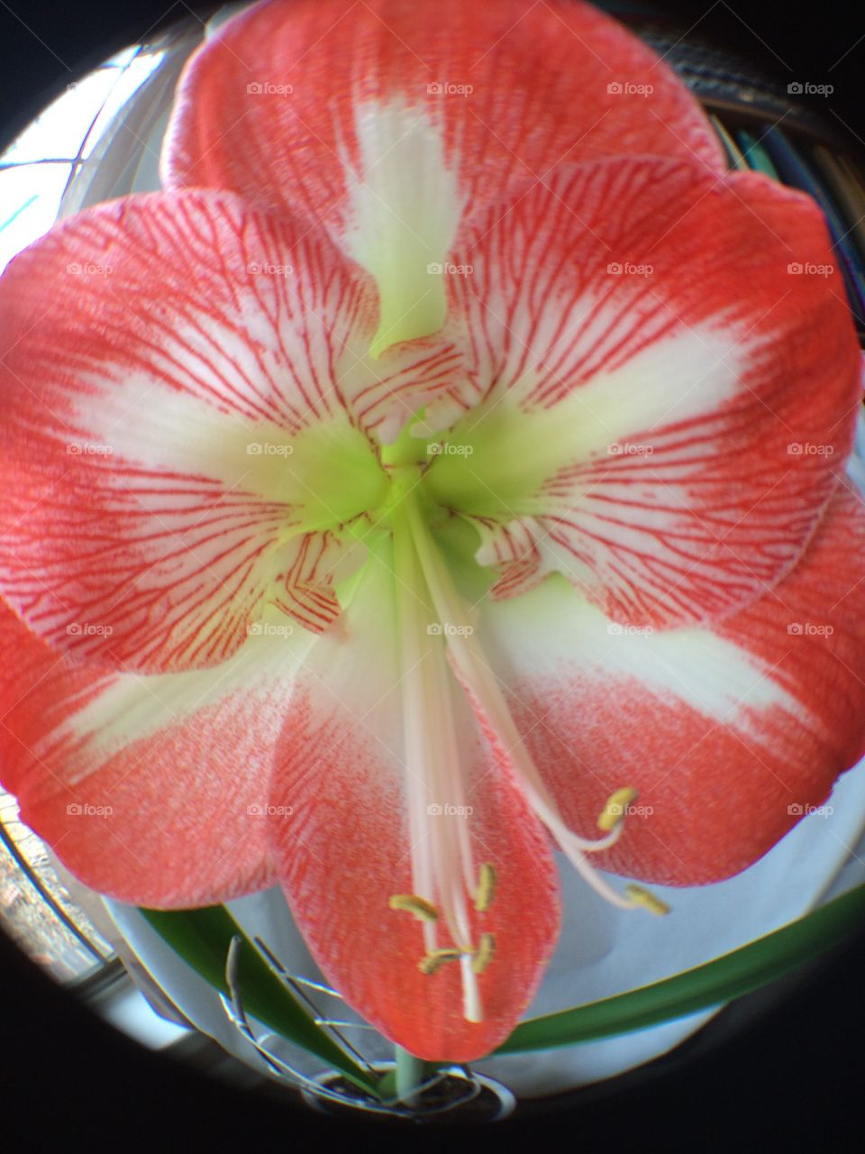 Amaryllis 