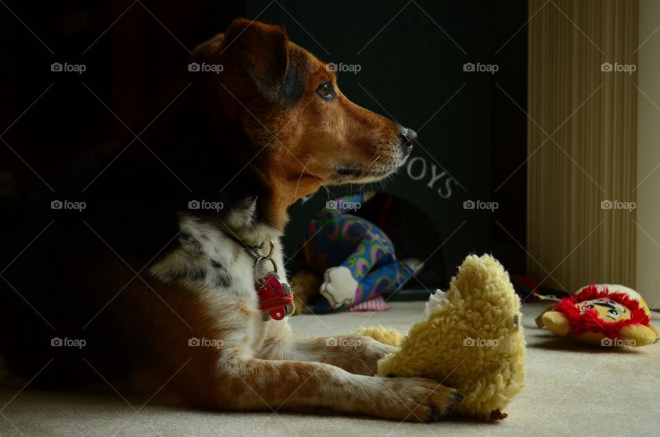 Boomer the beagle with a toy.