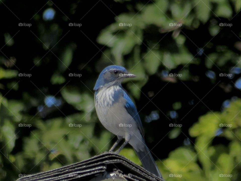 Blue Scrub Jay