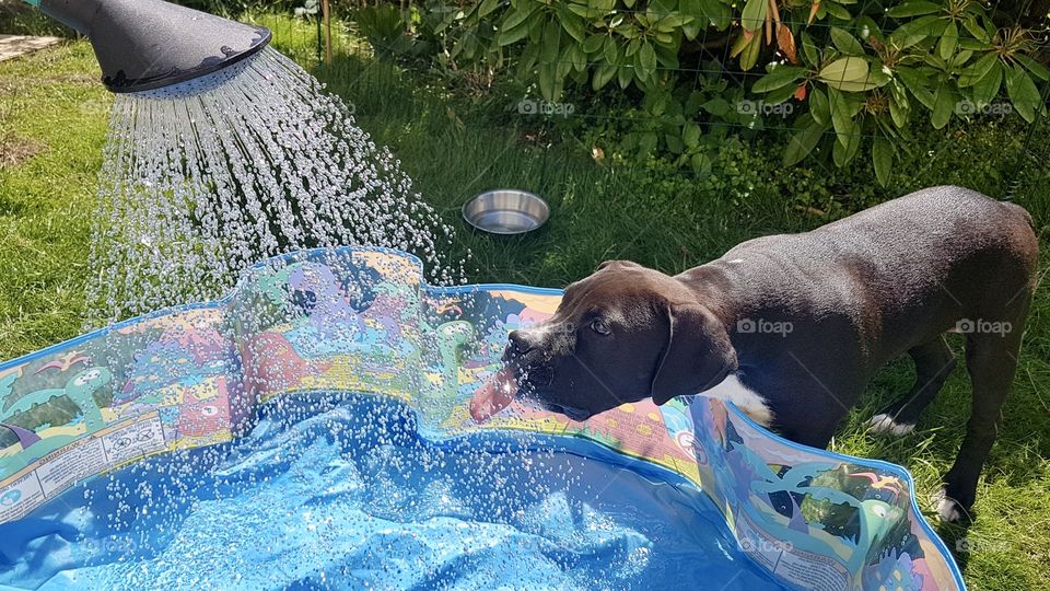 Dog enjoying water a hot day in June 