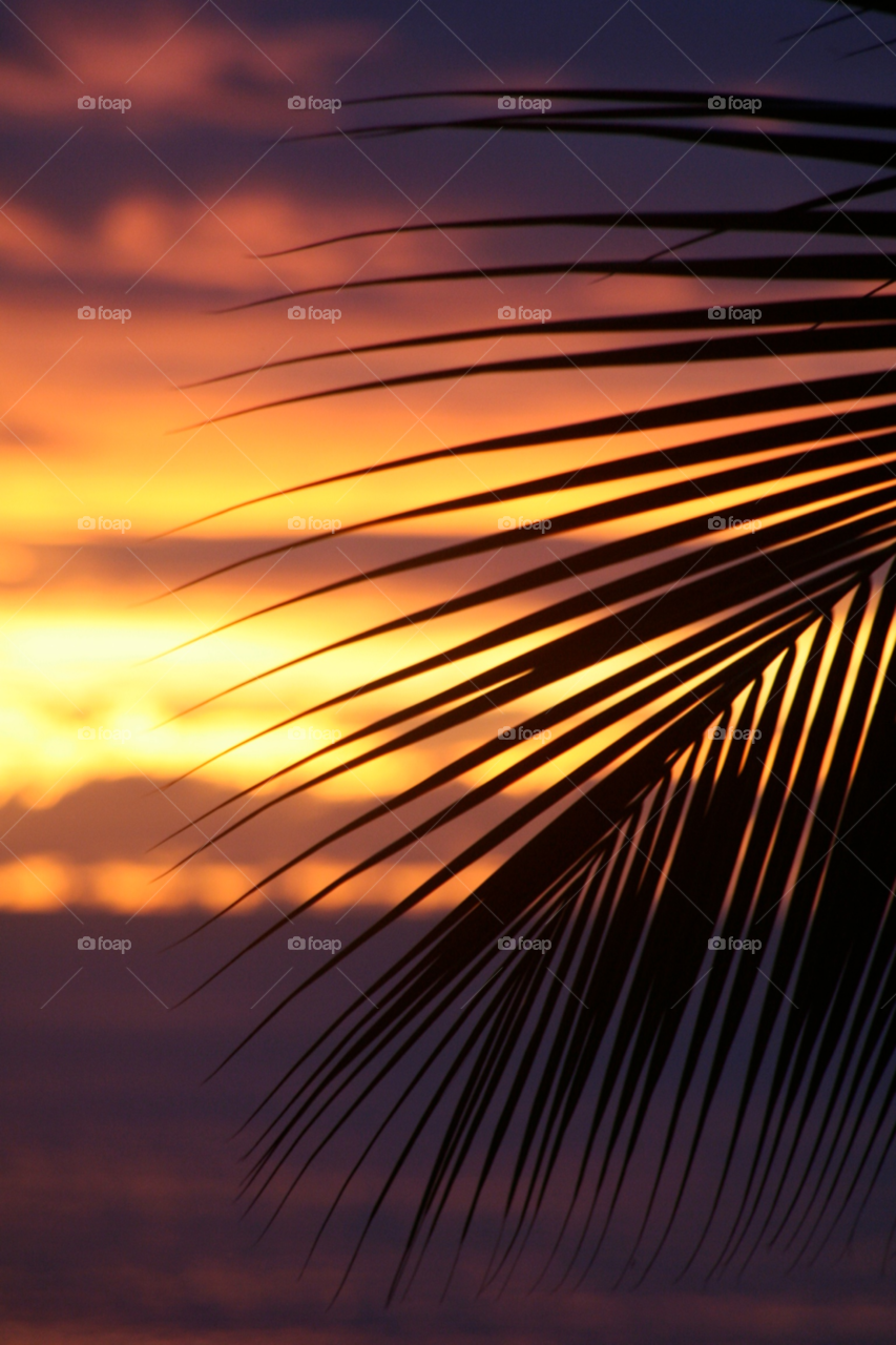 sunset orange palm sea by andrewbt
