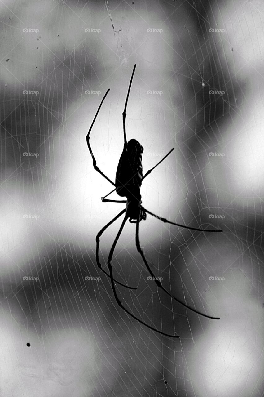spider