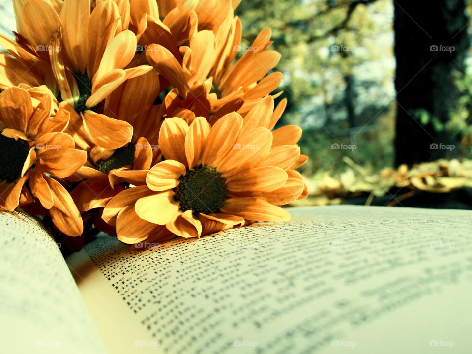 Flowers on a book