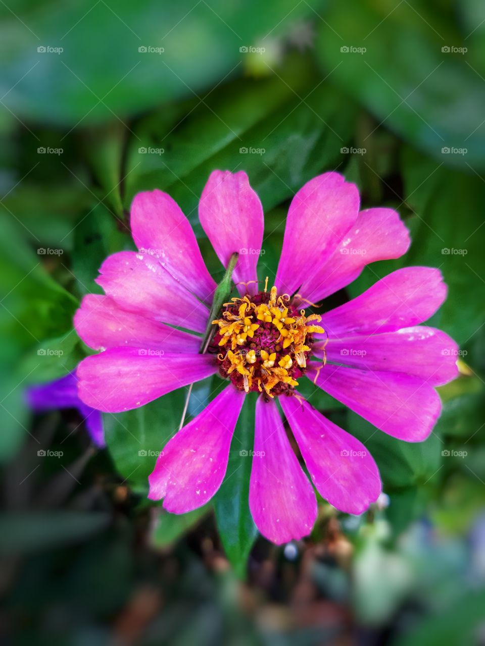 A beautiful pink flower in bloom with yellow stamen