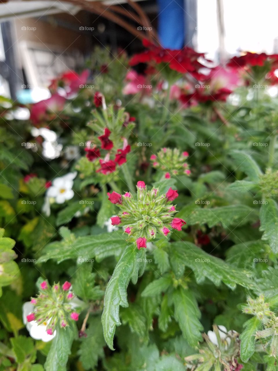 Small, flowering, pink and green plant