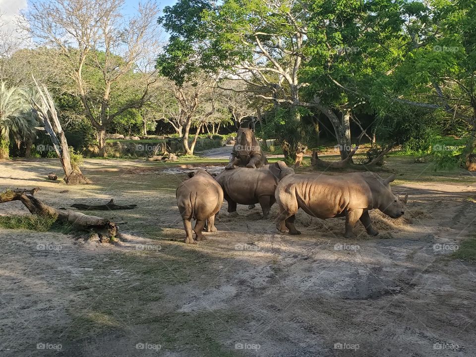 Rhino Mating Fail