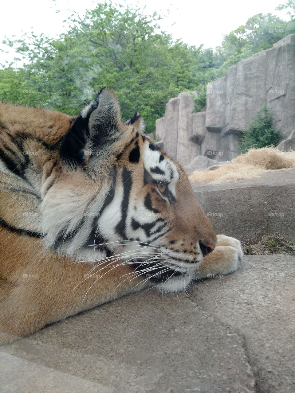 zoo tiger dreaming
