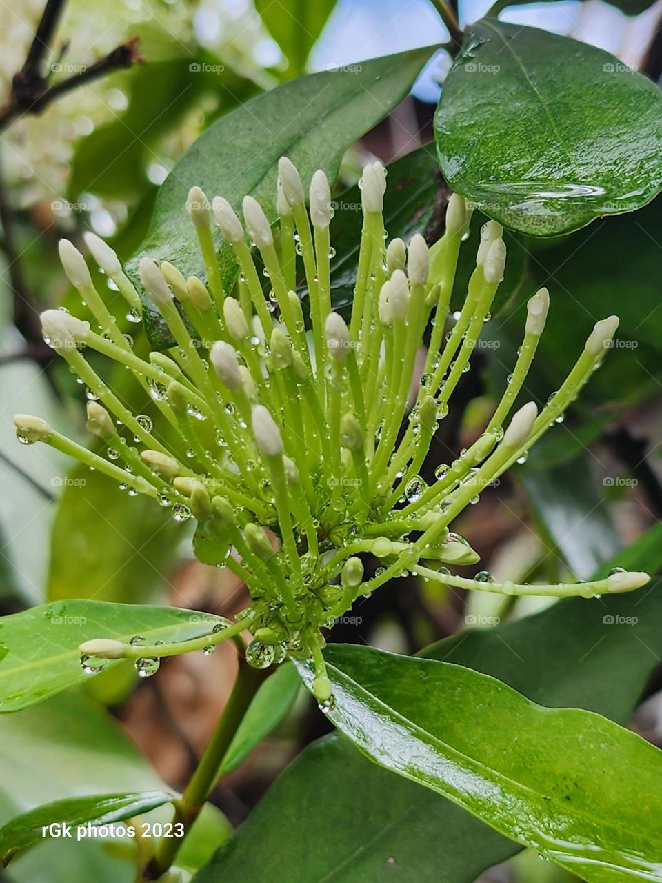 raindrops on Jamaican flower