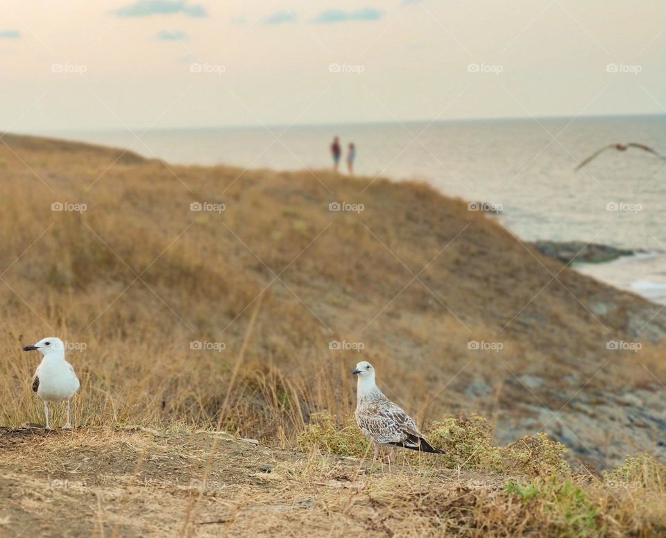 Romantic sunset with gulls on the edge