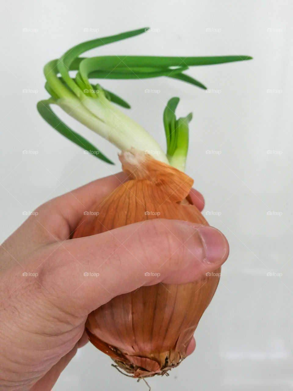 onion held in The hand