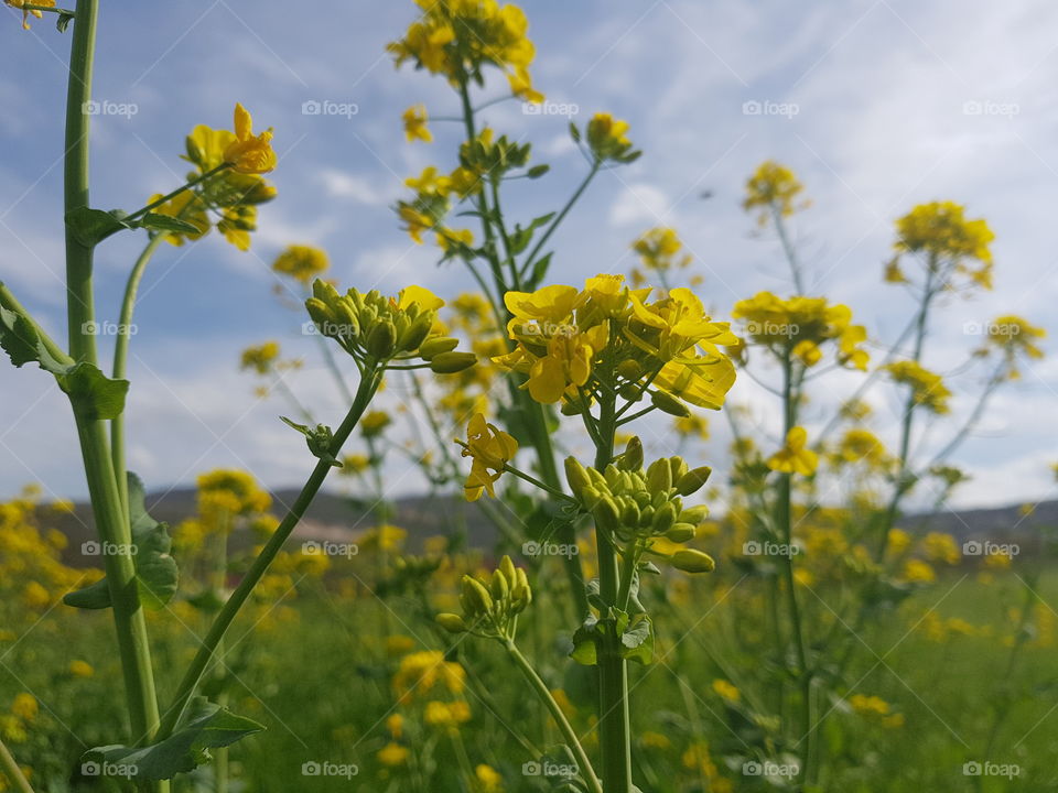 Yellow spring flower