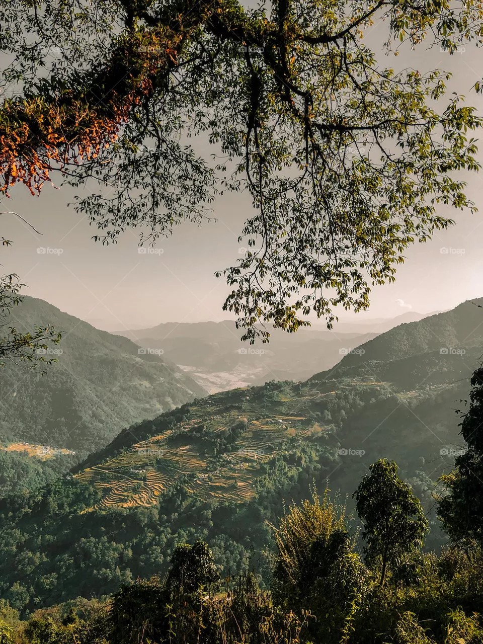 Nature 