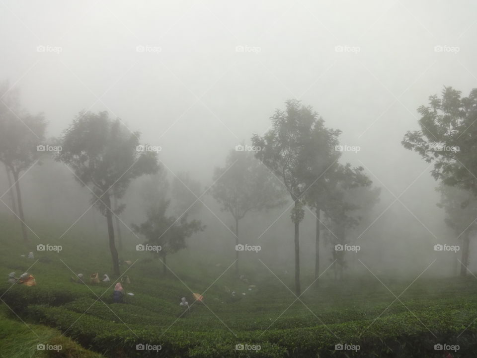 Foggy Morning  Tea Garden  Kerela