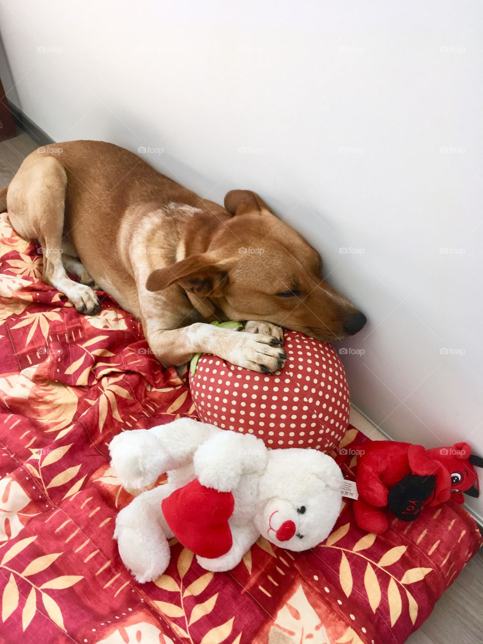 Adorable dog sleeping on his bed with his stuffed animals