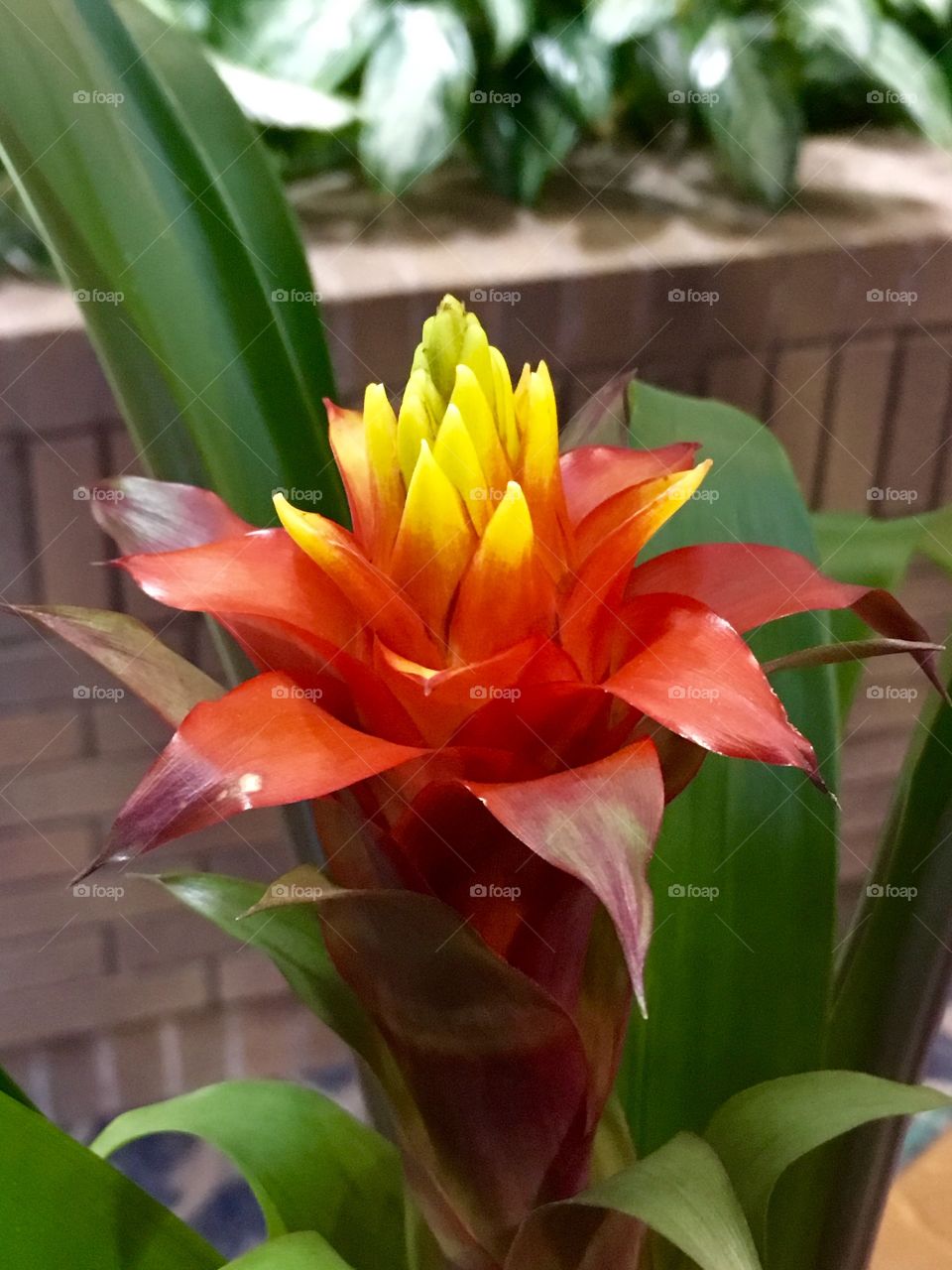 Fire Flower