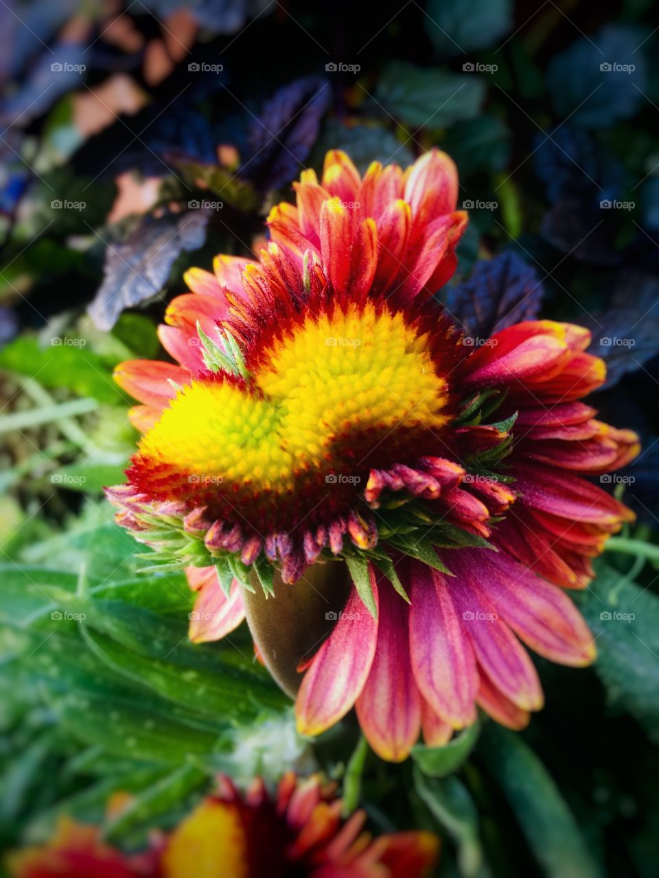 Gaillardia