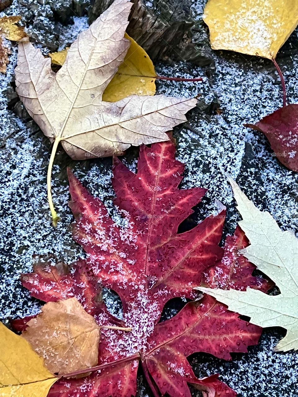Autumn leaves of different colors are sprinkled with snow