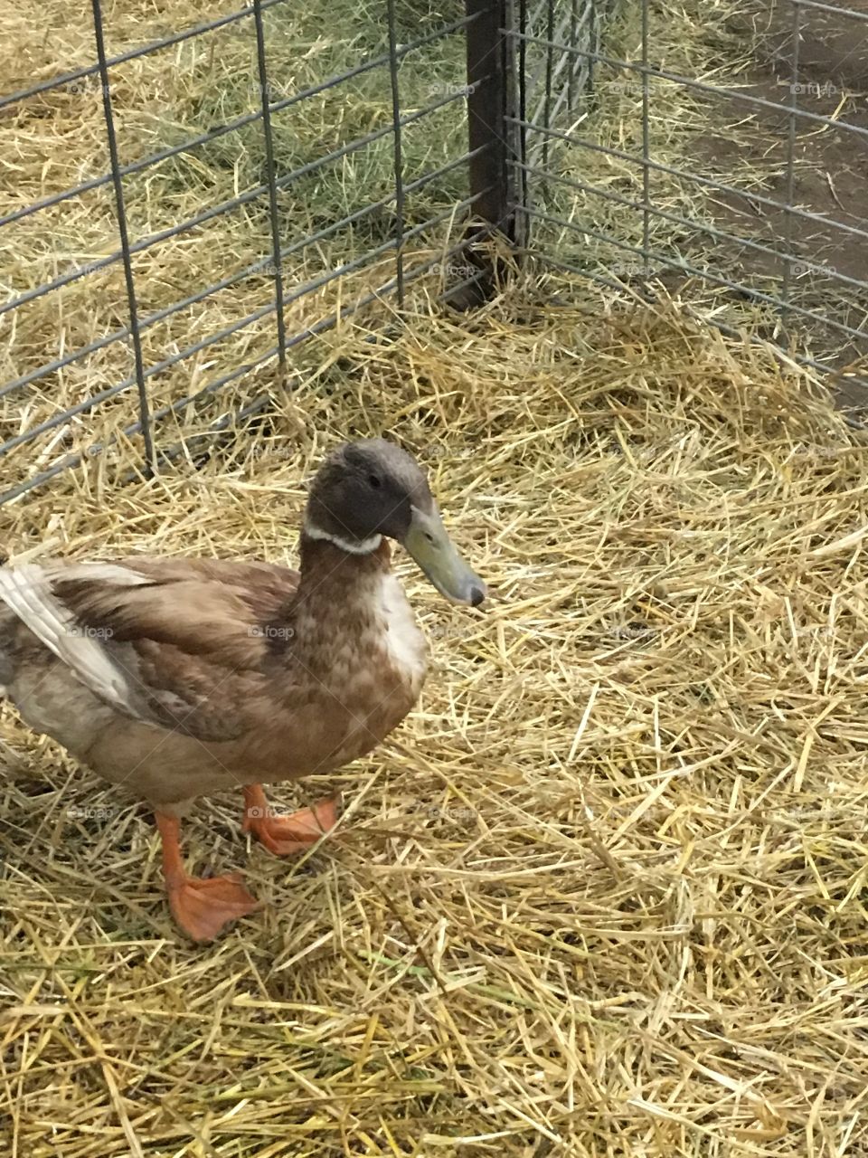 Duck at the petting farm 