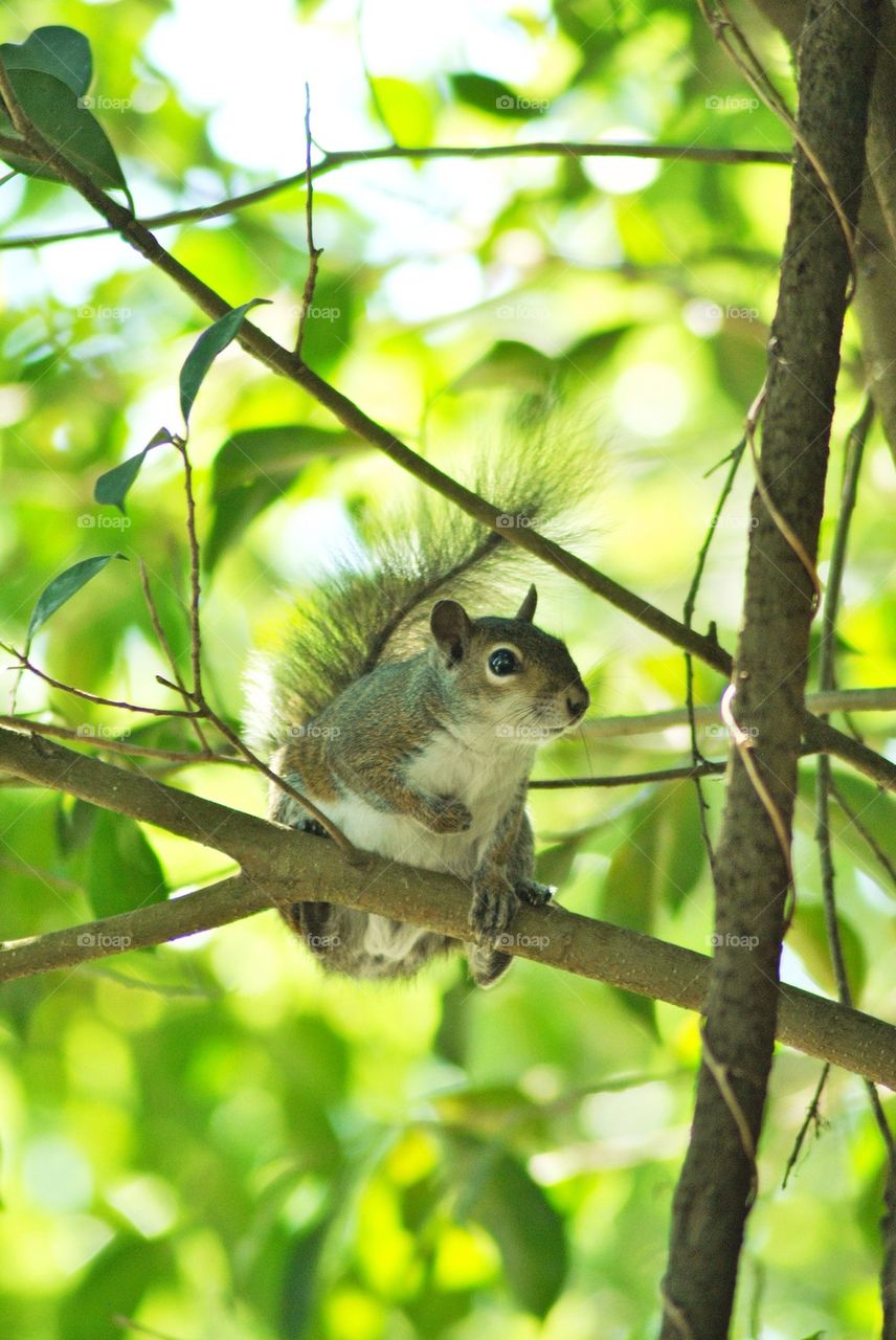 Squirrels 