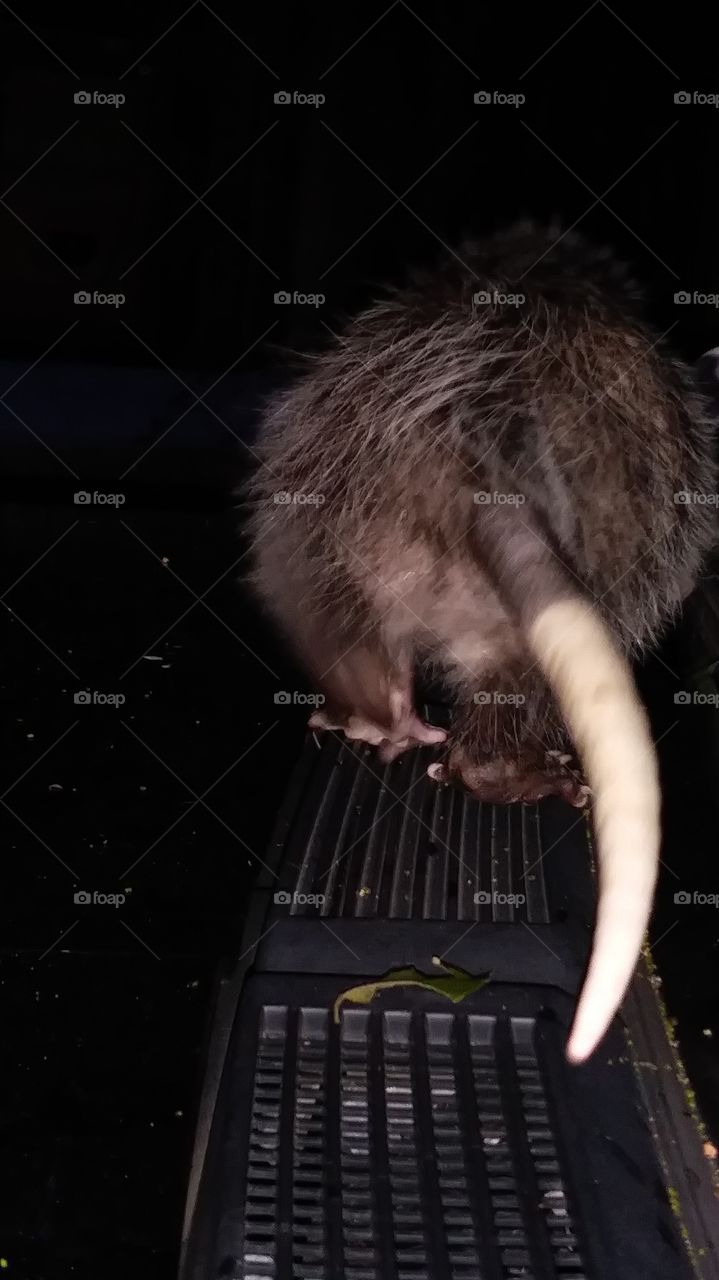 opossum tail