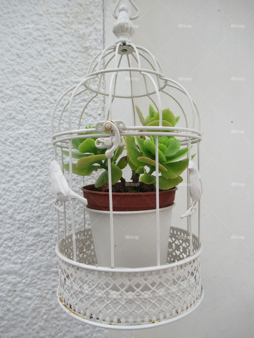 Hanging basket bird cage with kalanchoe pot plant in plant holder
