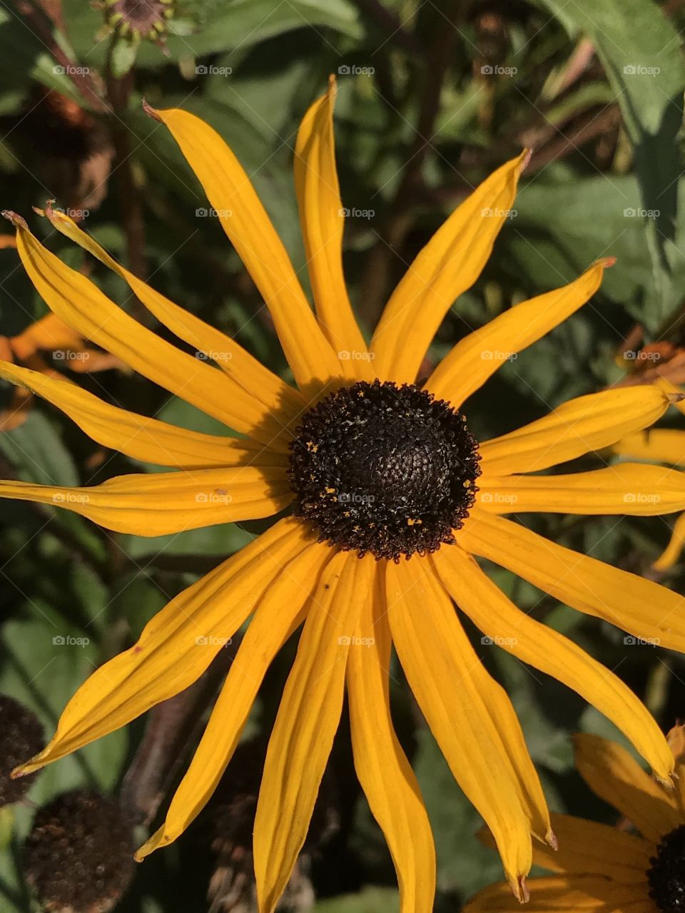 Yellow flower dark centre