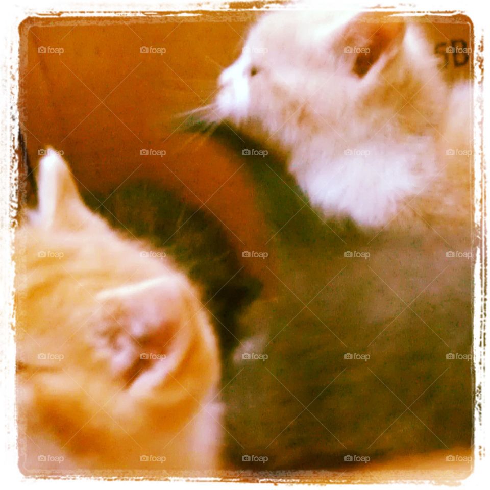 Box of kittens. A box of rescued kittens