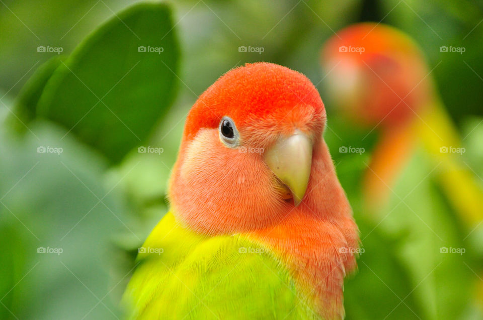 parrot background free & wallpaper free